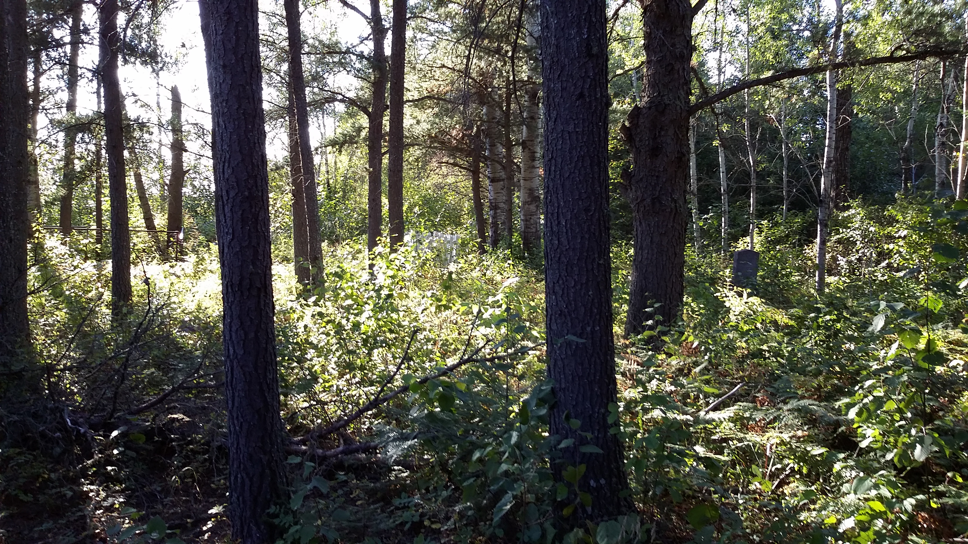 Pinegrove Cemetery is inactive and covered with trees and bushes