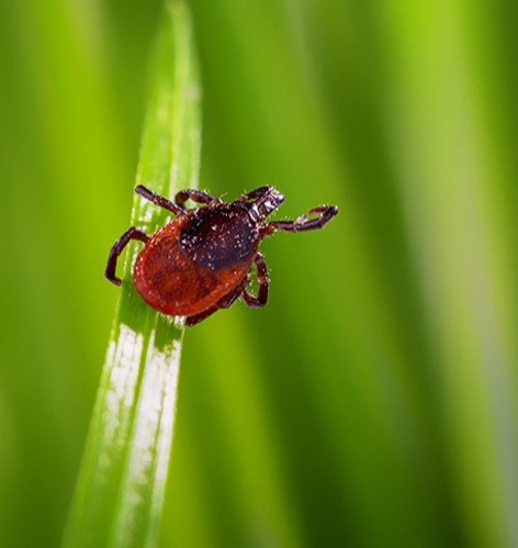Deer Tick