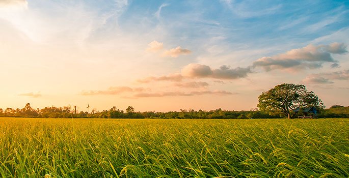 sunshine on an open field