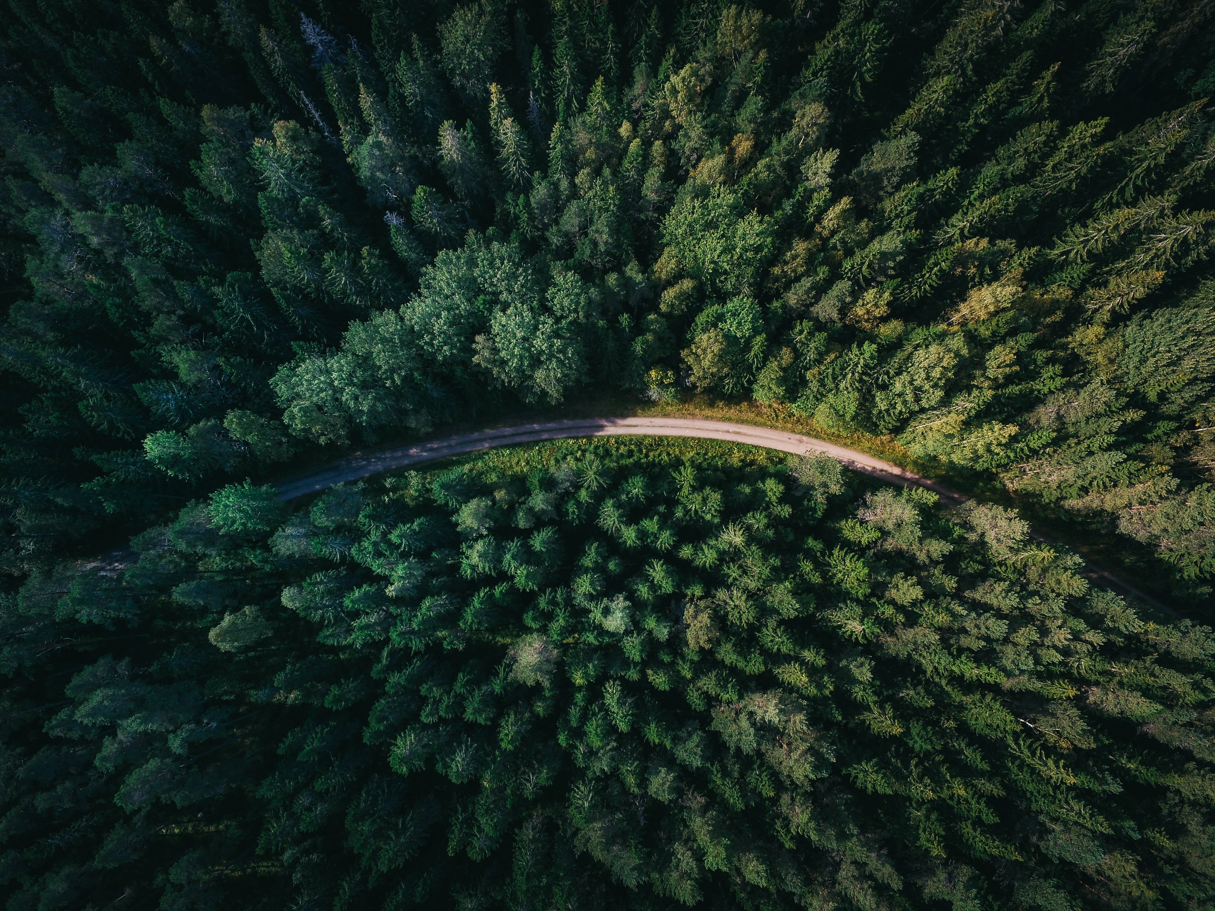 Forest aerial view with highway